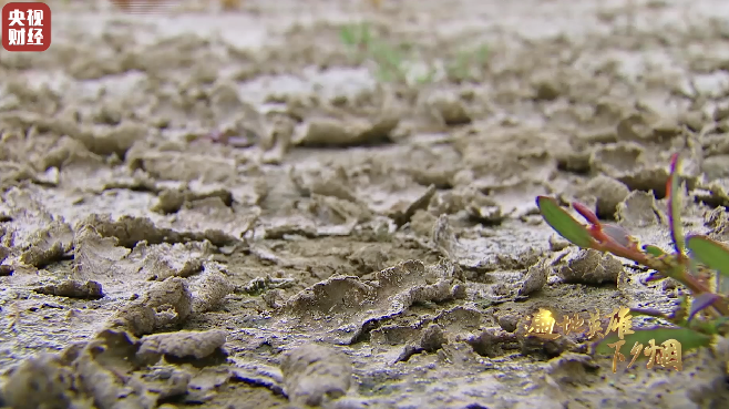 塔克拉玛干沙漠长出70万棵枣树！百姓口袋鼓起来