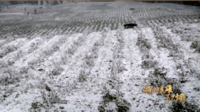 塔克拉玛干沙漠长出70万棵枣树！百姓口袋鼓起来